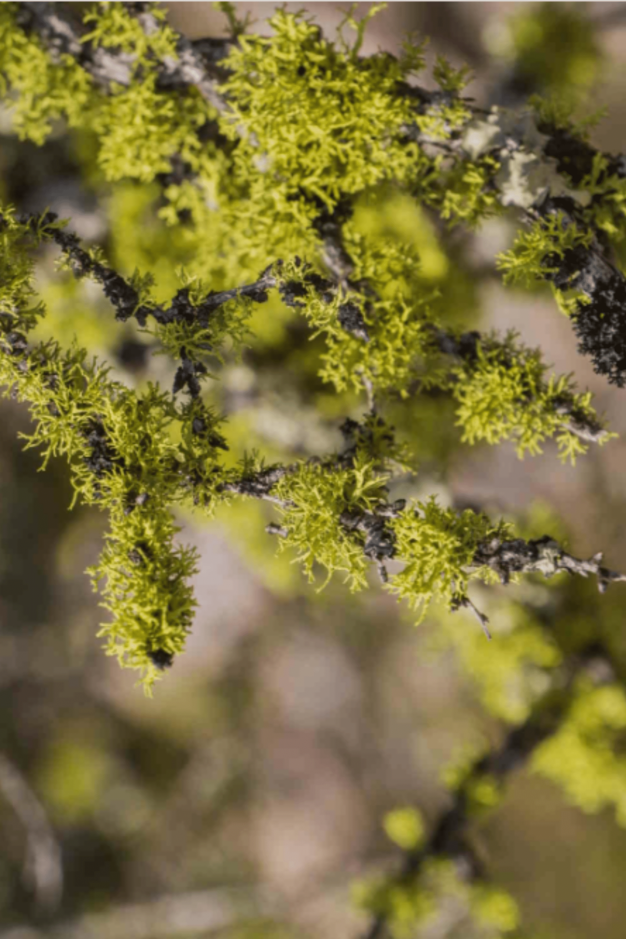 Perfumes Chipre / Verdes / Aromáticos - LACONICUM