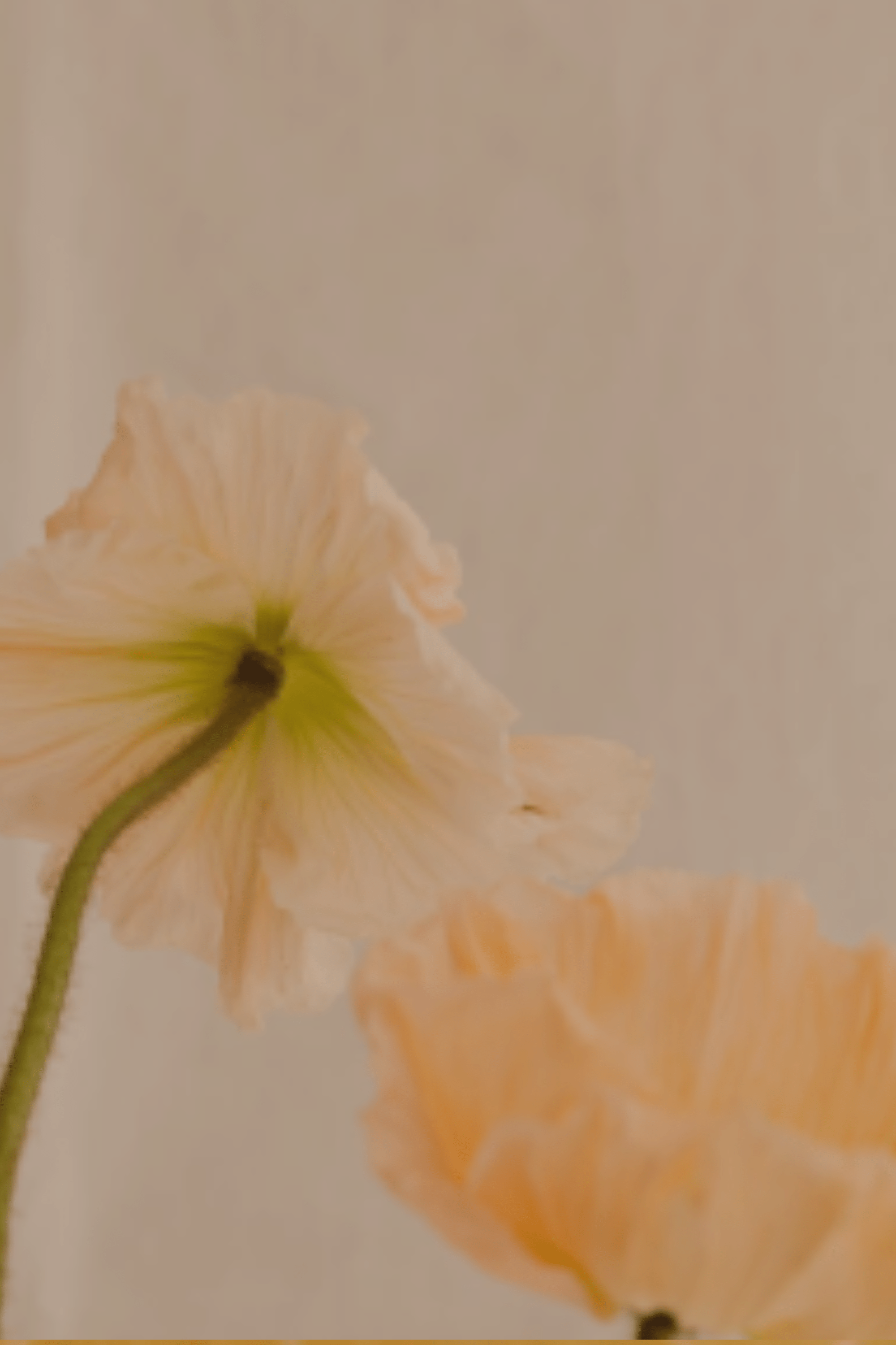 Perfumes florales y afrutados - LACONICUM